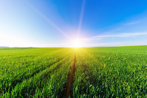 istock Green Field and Beautiful Sunset 639814376