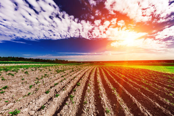 istock Green Field and Beautiful Sunset 639815144
