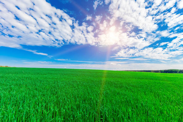 istock Green Field and Beautiful Sunset 639815196