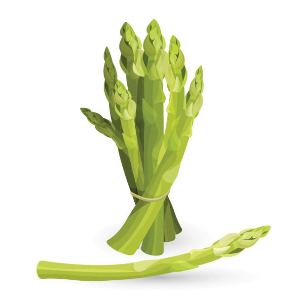 ilustrações, clipart, desenhos animados e ícones de pacote de aspargos cultivados de aspargos isolados em branco - asparagus