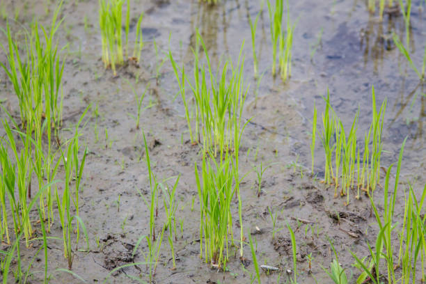 istock Rice Sprout in Rice field.Rice seedlings green background. 639819592