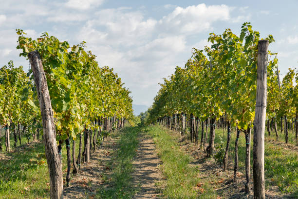 istock Vineyard rows in Slovenia closeup 639820260