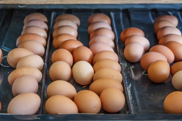 istock Fresh and raw chicken eggs on a conveyor tray 639820266