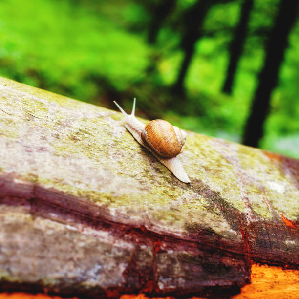 Macro shot of snail crawling on a log in summer forest. Summer and wildlife background.