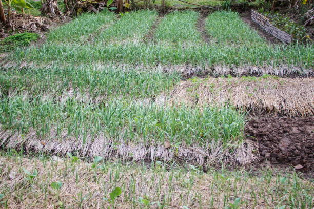 istock Mini onion field in Thailand 639822598