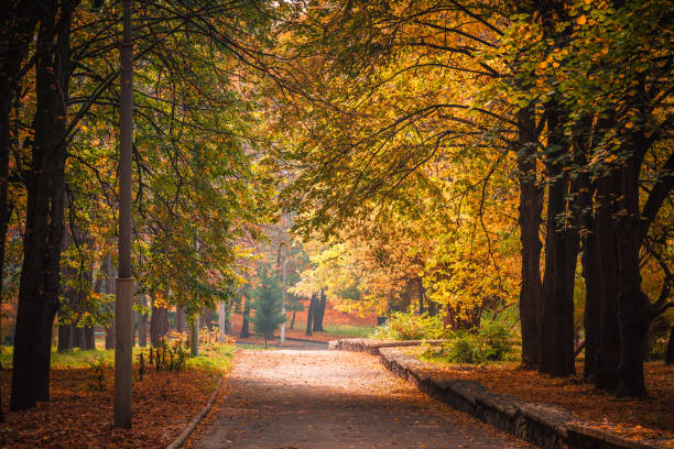 istock small fog is in autumn in a central park 639822648