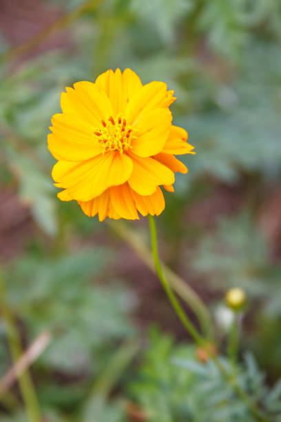 istock Yellow Cosmos flower blooming 639823228