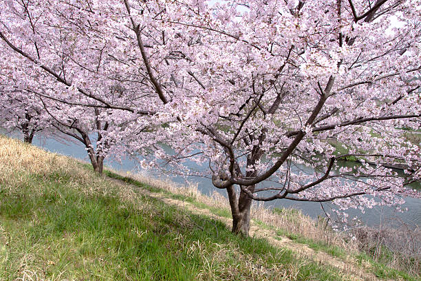 istock Spring Pink Cherry Blossoms with Blue Sky Background 639825276