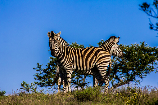 5th November 2013, Addo Elephant National Park. Two Zebras standing parallel one behind the other at a green grass hill in front of a bush with blue sky. One Zebra is looking direct and chewing some grass. 