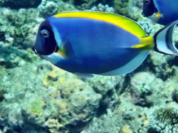 Doctor-Fish (Maldives)