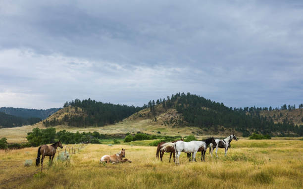 pferde im morgengrauen auf der prärie, montana, usa. - billings stock-fotos und bilder