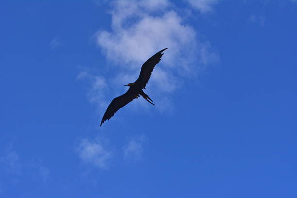 istock Beautiful flying of the marine crow 639829112