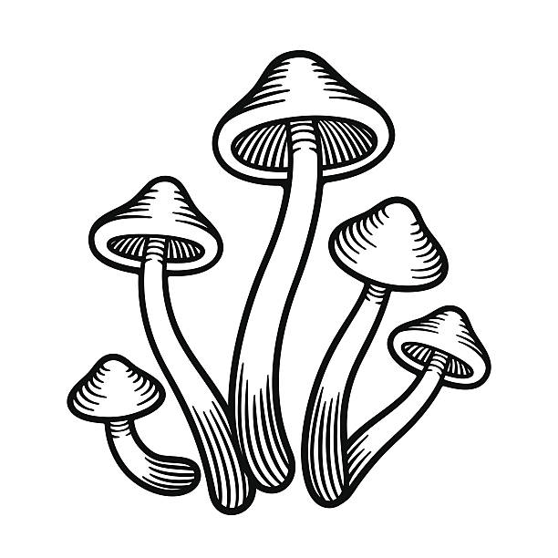 Mushrooms monochrome illustration Magic Psilocybe mushrooms black and white vector drawing. Vintage retro style monochrome illustration. hallucinogen stock illustrations