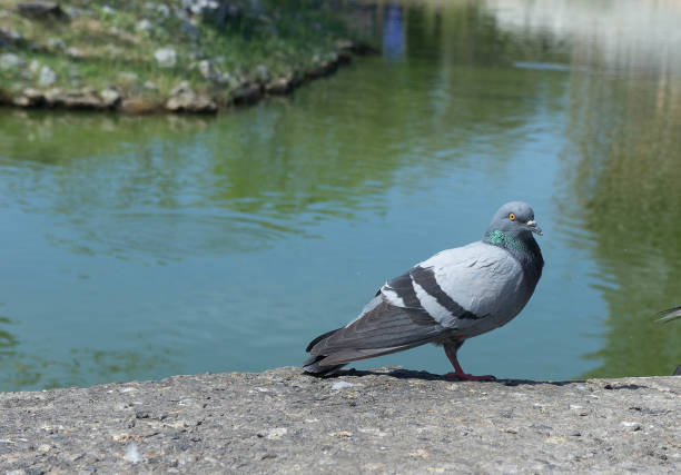 istock Pigeons in the Park 639829480