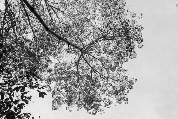istock Old tree isolated on white background photographed 639830608