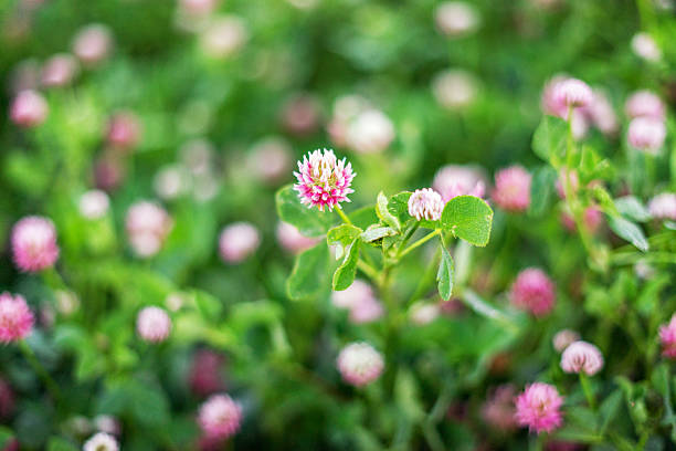 istock Clover Flower Field 639830844