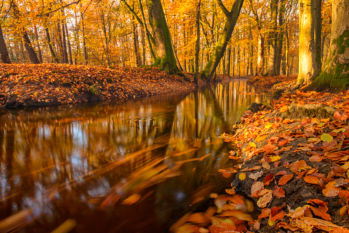 Slow flowing creek in a golden and brown forest during an early fall morning.