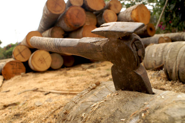 axe cut tree lumber stock photo