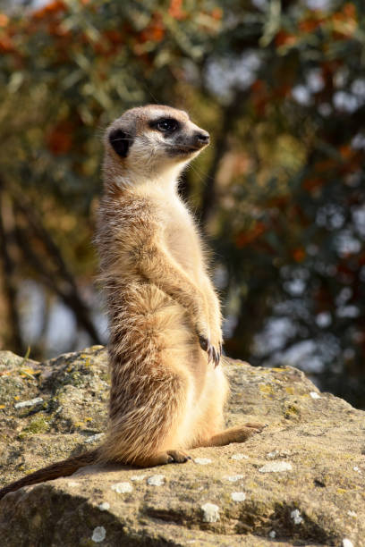 istock Meerket is watching over in the nature 639831058