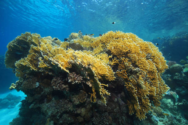 istock Fire corals in the coral reef 639832376