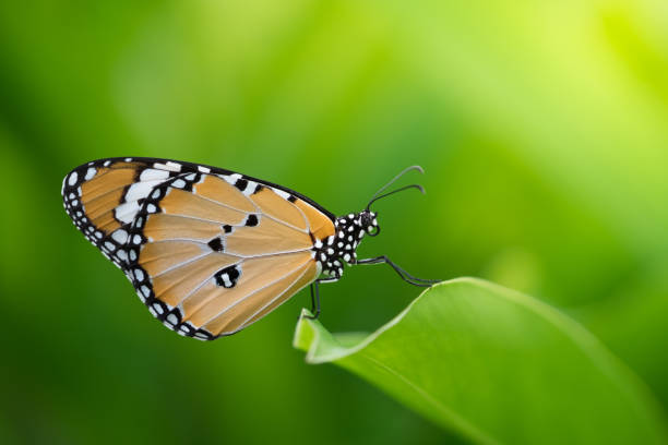 istock butterfly in background nature 639833786