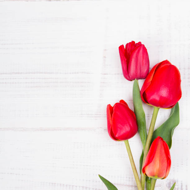 istock red tulip bouquet on white wooden background,  copy space 639835630