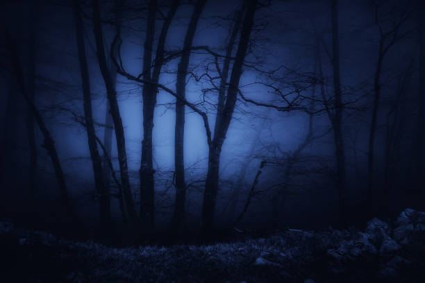 istock dark and scary forest at night 639836082