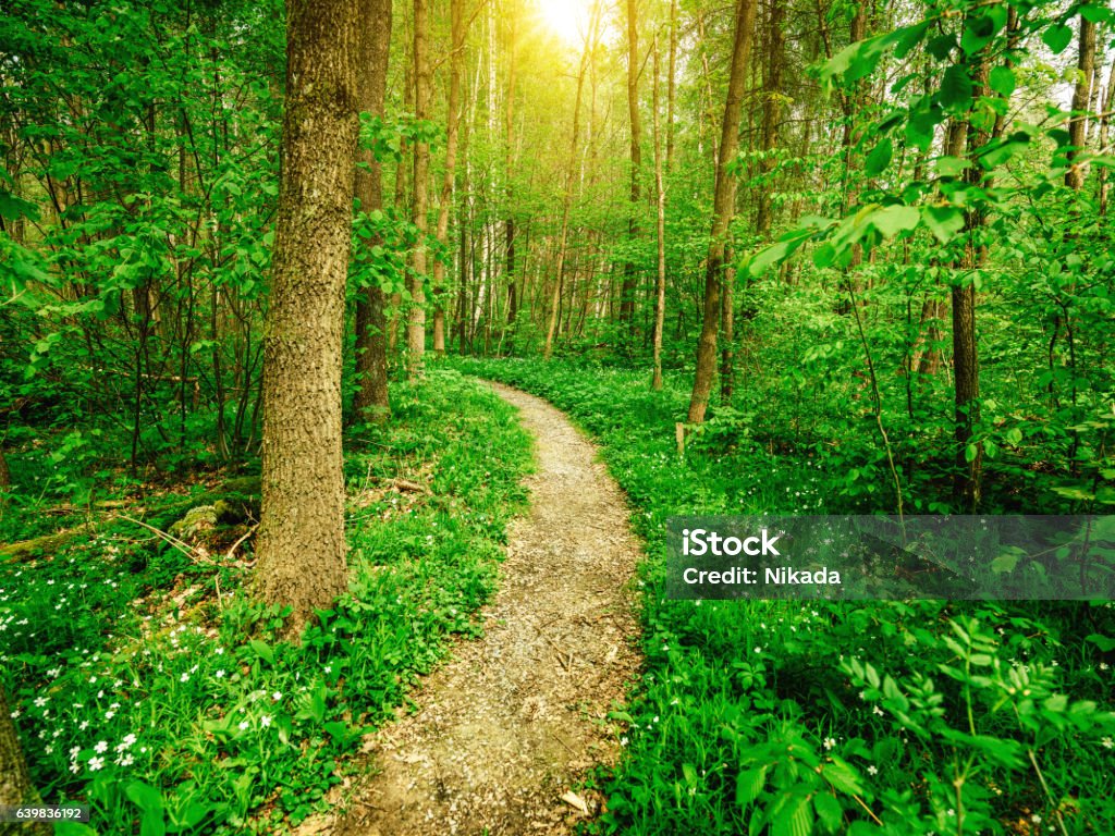 Sunny Path in the Woods Footpath Stock Photo