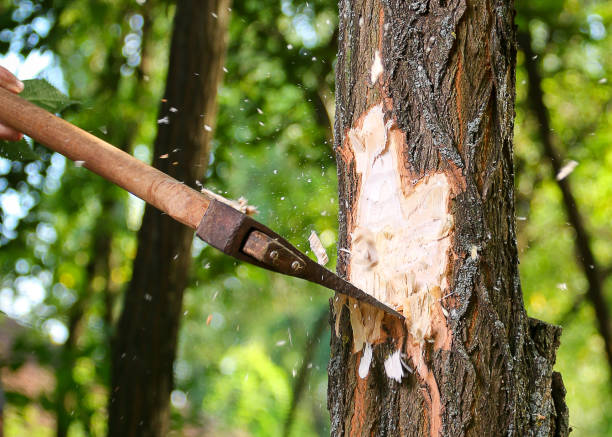 istock Chips fly apart after the lumberjack chopping wood 639836250