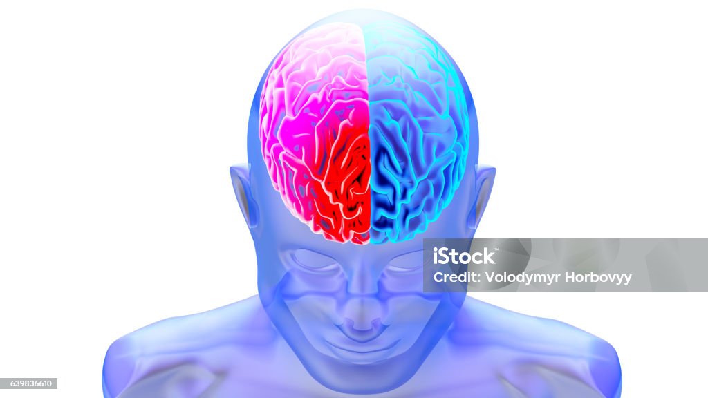 Brain Region Rendering Human Brain 3d Render Stock Illustration - Download Image Now - Left ...