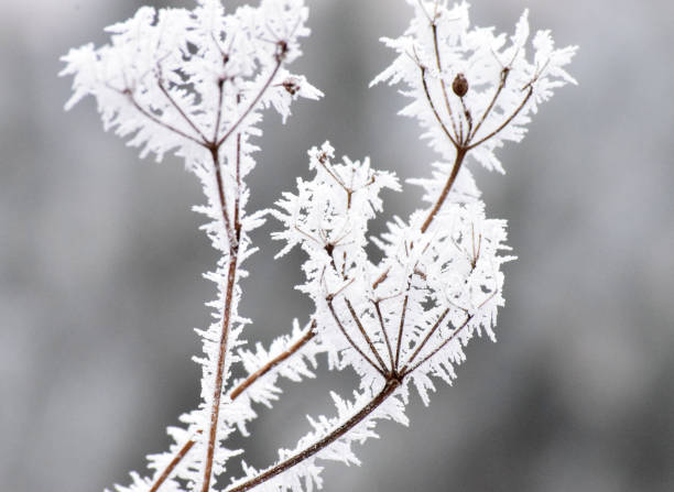 istock Frost on the Dill flowers 639837356