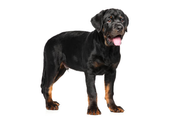istock Rottweiler puppy on white background 639838106