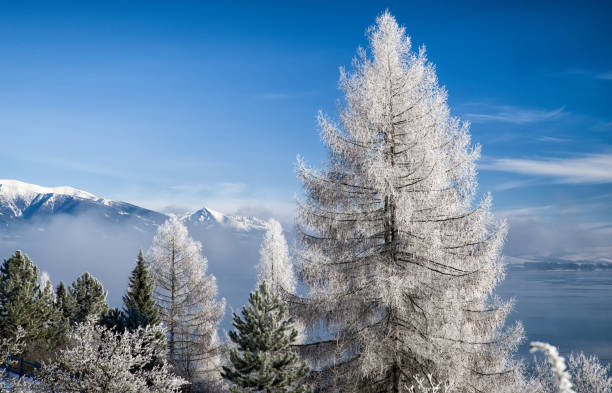 istock Frost on tree and lake Liptovska Mara, Slovakia 639839016