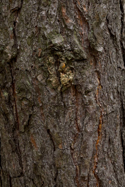 istock Texture pine bark. The background of a healthy tree. 639841274