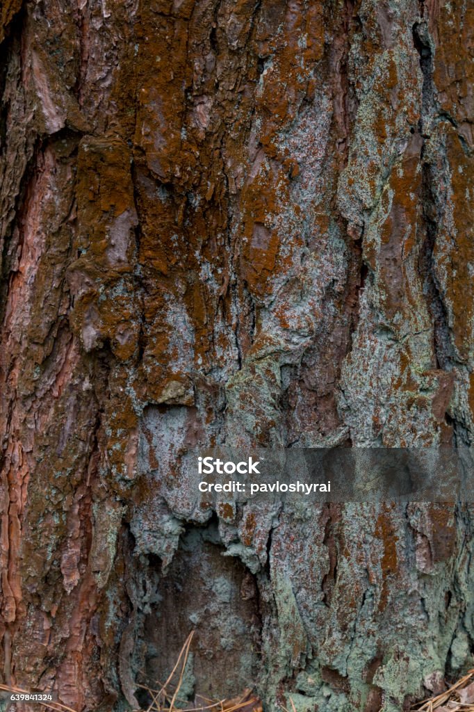 Yellow lichen on tree bark destroys the forest. Yellow tree lichens on a ash tree bark. The pattern formed by the contours of orange lichen on tree bark. Natural background. Abstract Stock Photo