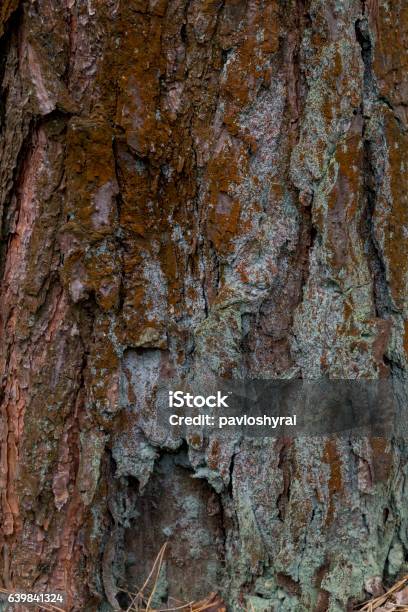 Yellow Lichen On Tree Bark Destroys The Forest Stock Photo - Download Image Now - Abstract, Animal Markings, Backgrounds