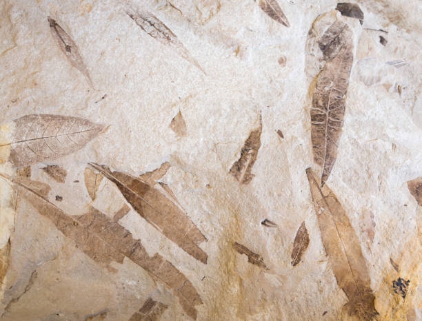 hojas fósiles en piedra - fossil leaves fotografías e imágenes de stock