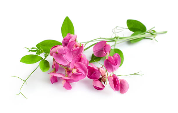 istock Sweet pea flower 639842926