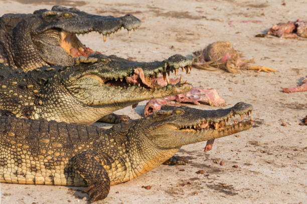 istock wildlife crocodile catches and eating a chicken 639843628