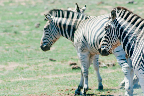 park narodowy słonia addo, przylądek wschodni, republika południowej afryki - addo south africa southern africa africa zdjęcia i obrazy z banku zdjęć