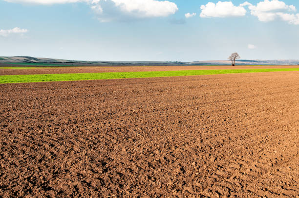 Arable fields under the bright sky. Spring rural landscape. stock photo