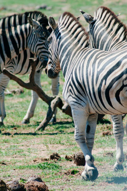 istock Addo elephant national park,eastern cape,South africa 639845162