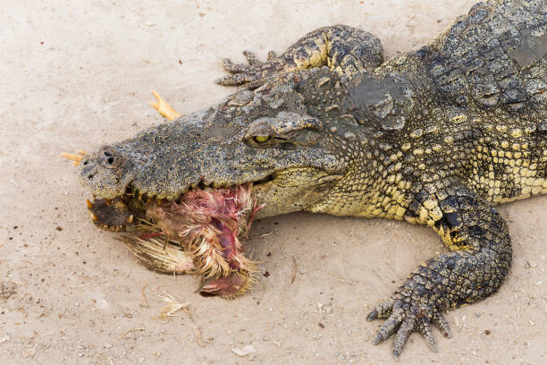 wildlife crocodile catches and eating a chicken