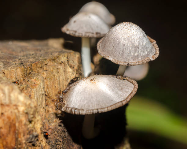 istock wood fungus 639845770