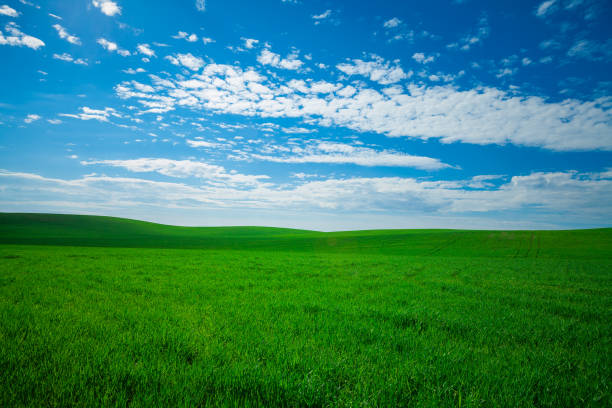 istock Green Field and Beautiful Sunset 639846710
