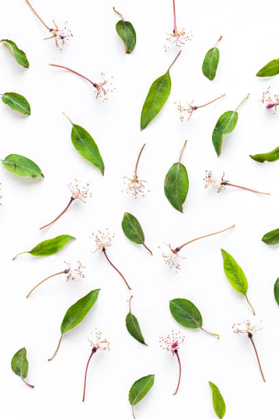 istock sacura leaves and flowers pattern on white background. Flat lay 639848520