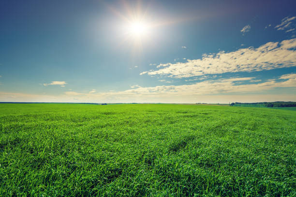 istock Green Field and Beautiful Sunset 639848628
