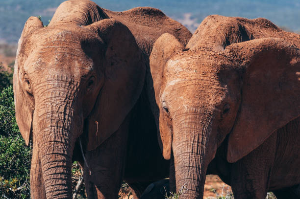 addo elefanten nationalpark, östlichen kap, südafrika - addo south africa southern africa africa stock-fotos und bilder