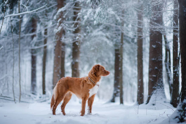 istock Dog in the forest 639849080