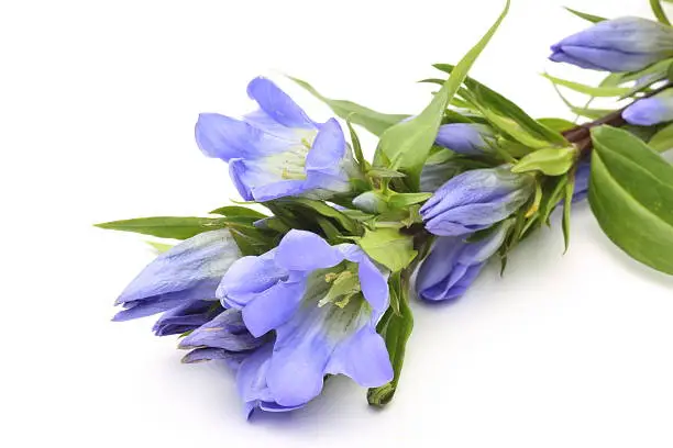 Pictured gentians in a white background.